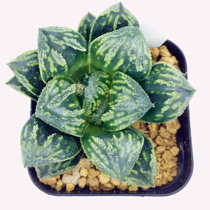 S&C Haworthia Spp (#143 / 5cm Pot)