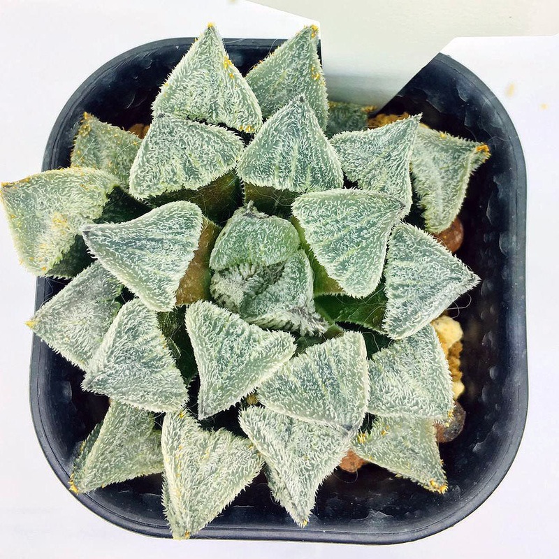 S&C Haworthia Spp (#150 / 7cm Pot)