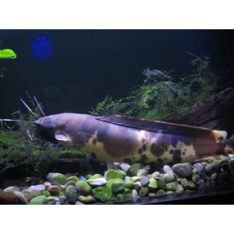 Walking Catfish “Clarias batrachus”