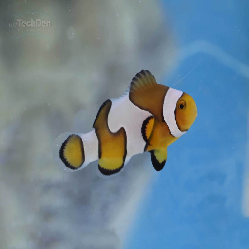“B Grade” DaVinci/Ocellaris Clownfish (Captive Bred) – (No Online Purchases)