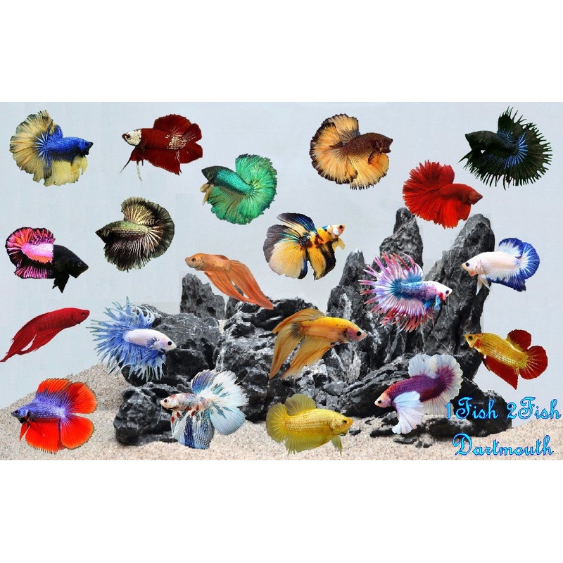 Bettas “Betta splendens”