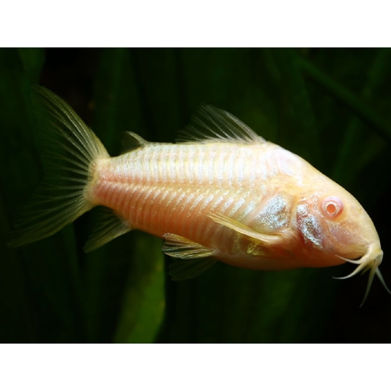 Corydoras (Albino Paleatus)
