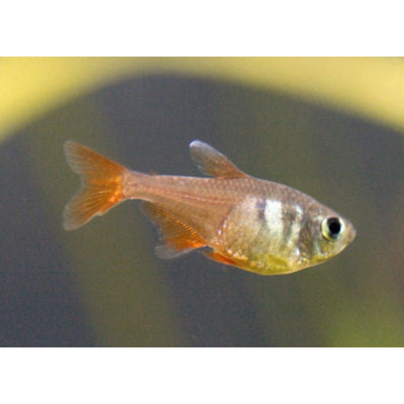 Flame Tetra – “Hyphessobrycon flammeus”