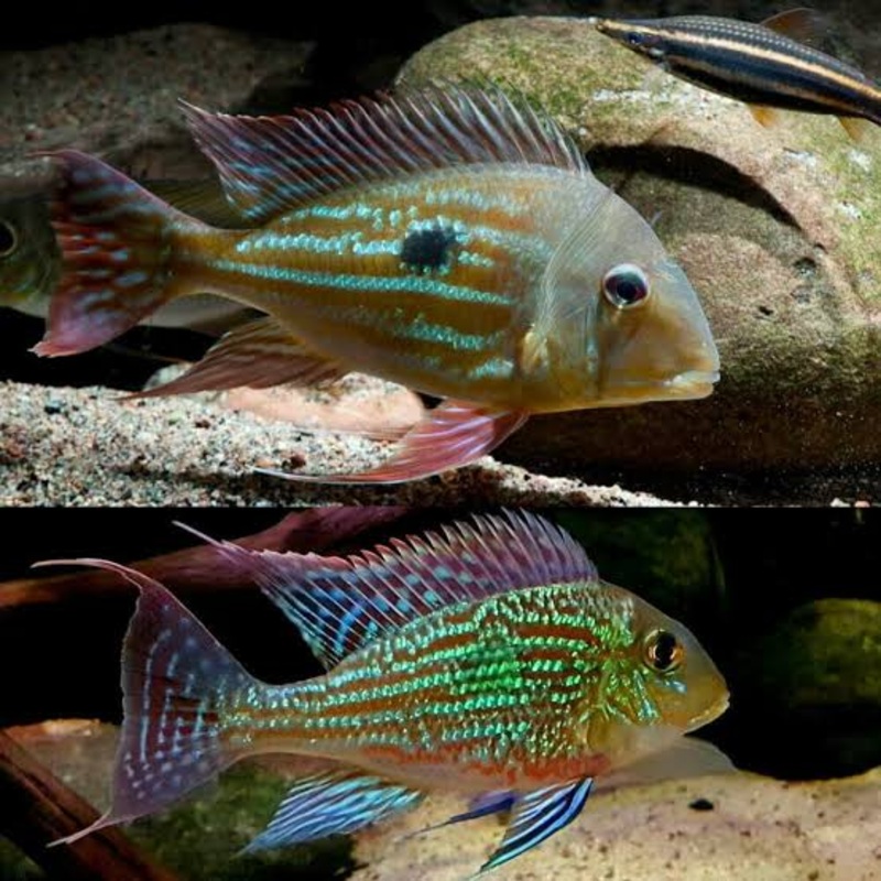 Stripetail Geophagus winemilleri