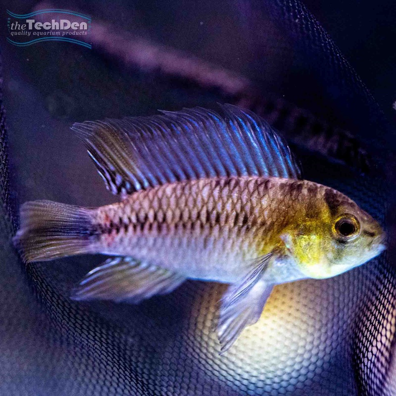 Apistogramma Borelli – (No Online Purchases)
