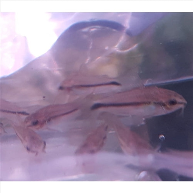 Pygmaeus cory – (No Online Purchases)