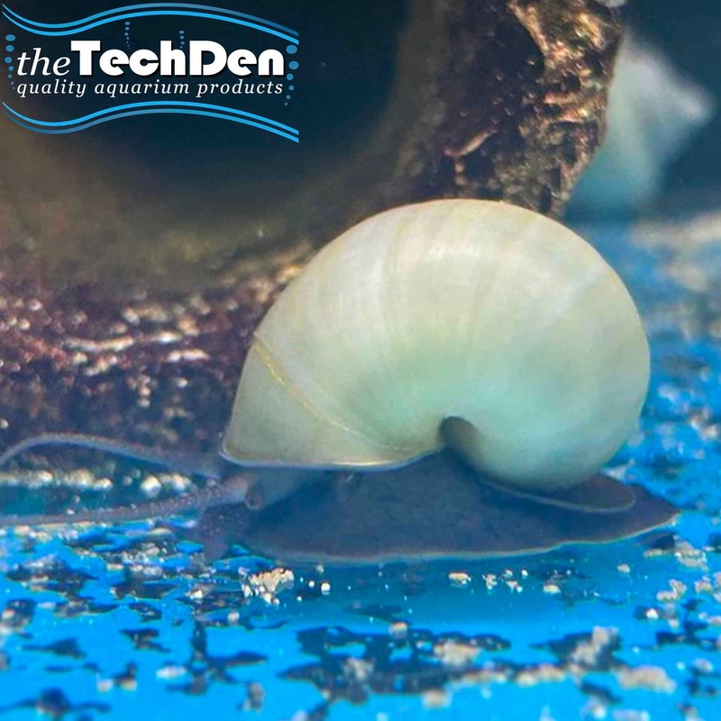 Blue Mystery Snails – (No Online Purchases)
