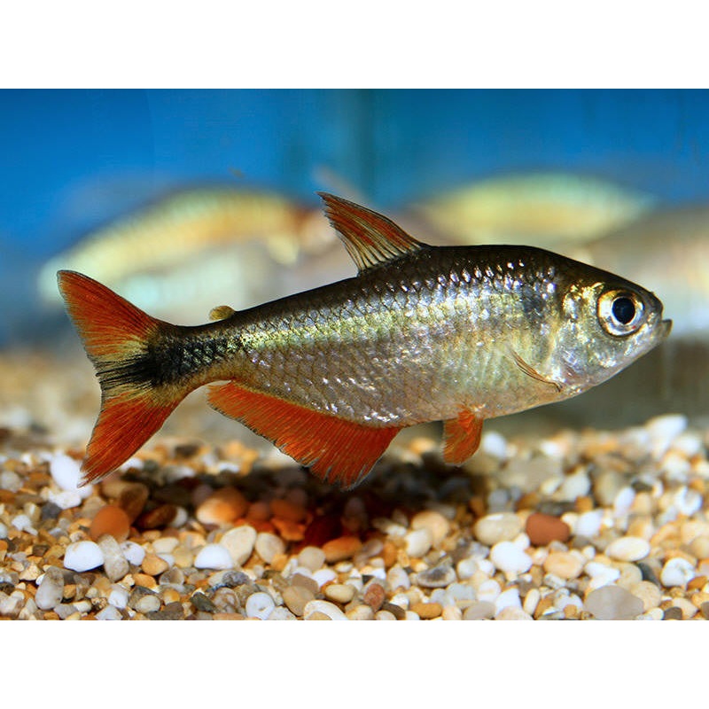 Buenos Aires Tetra – “Hyphessobrycon anisitsi”