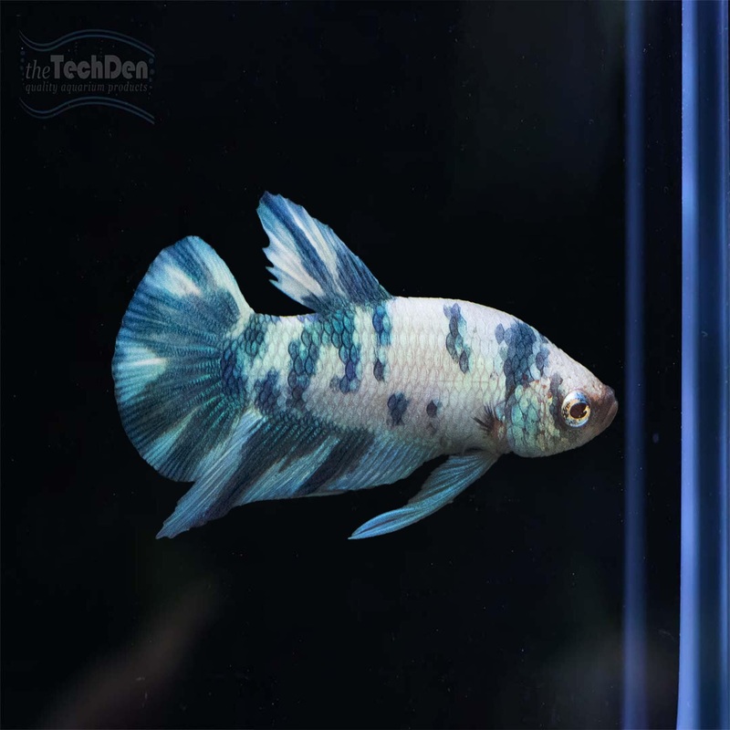 Premium Male Betta $99 – (No Online Purchases)