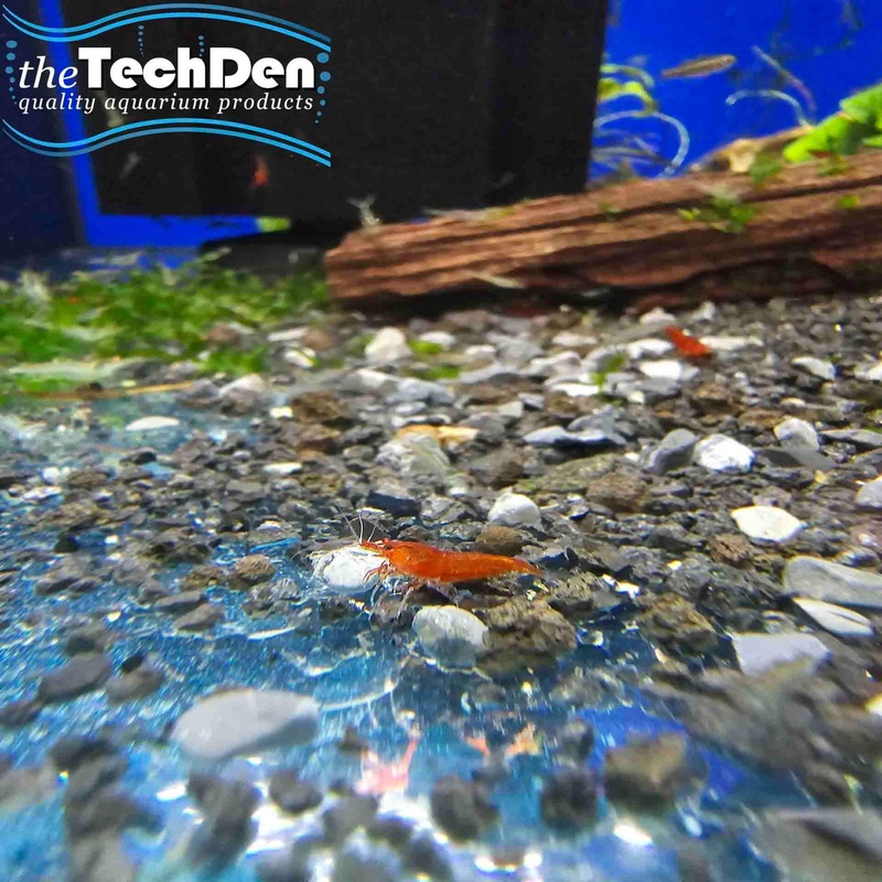 Red Cherry Shrimp – (No Online Purchases)