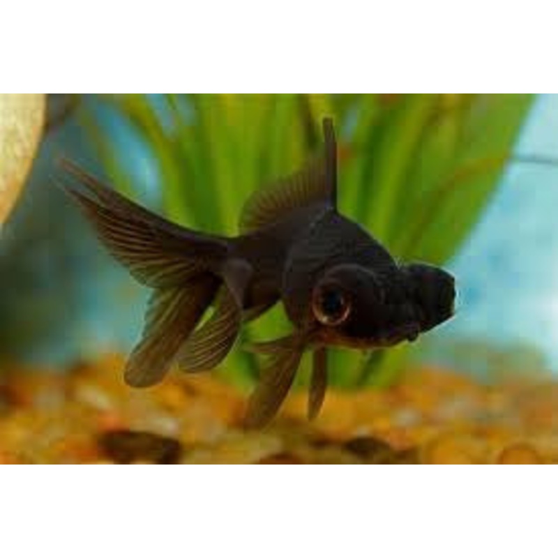Black Moor Goldfish “Carassius auratus”