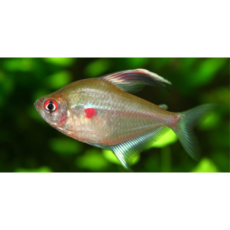 Bleeding Heart Tetra