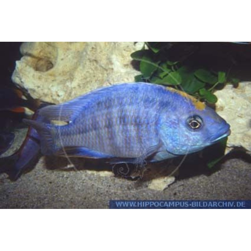 Milomo Cichlid – “Placidochromis milomo”