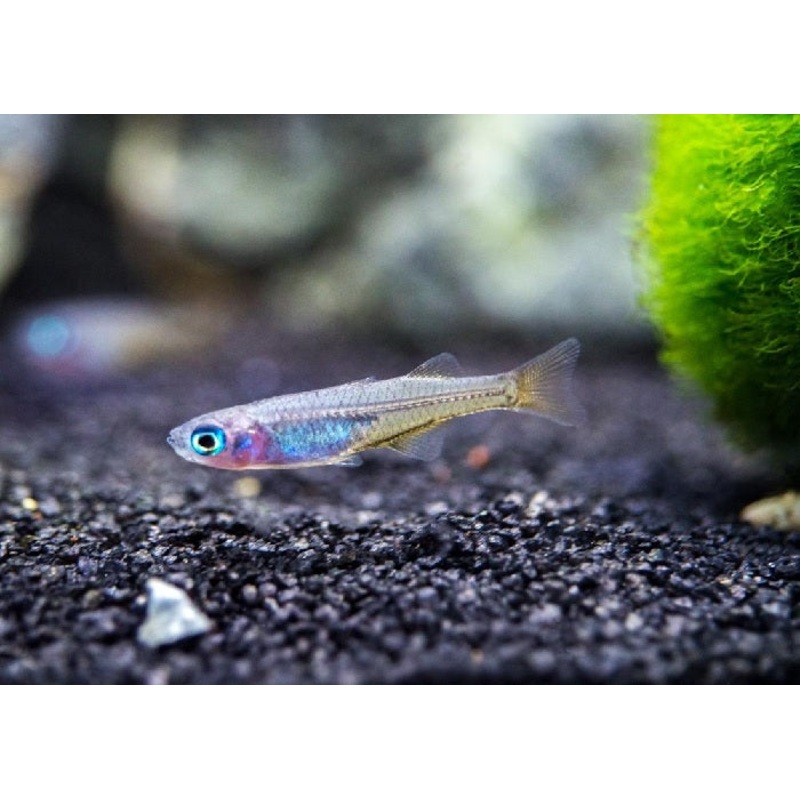 Pacific Blue-eye “Pseudomugil signifer”