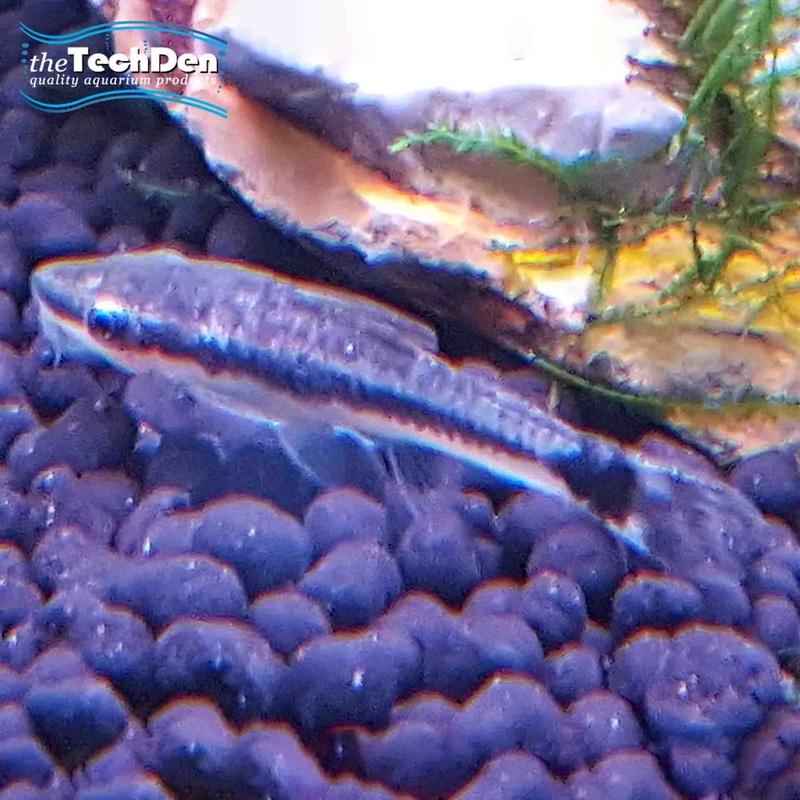 Otocinclus Arnoldi – (No Online Purchases)