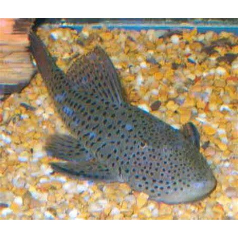 Rubbernose Spotted Pleco – L148