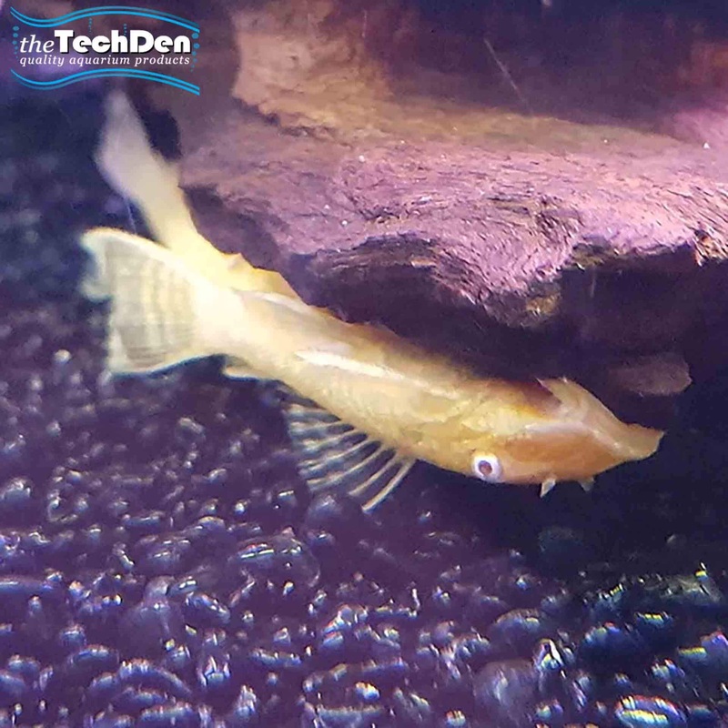 Albino Bristlenose Small – (No Online Purchases)