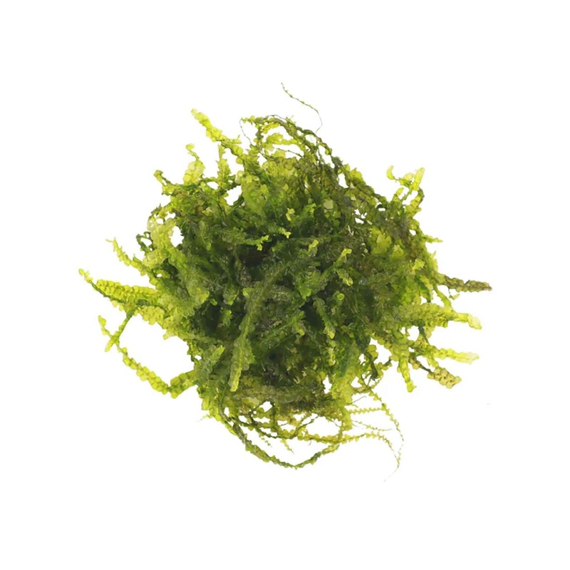 Aqualabs Cameroon Moss – Live Plant- Instore Pick up*