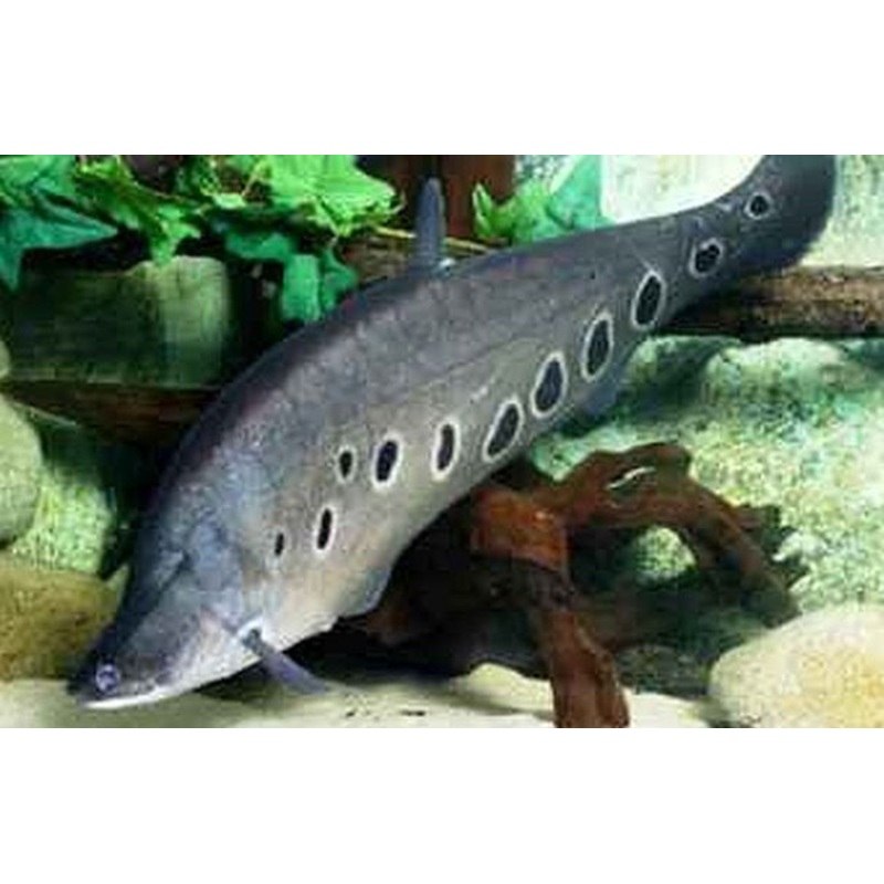 Clown Knifefish “Chitala ornata”