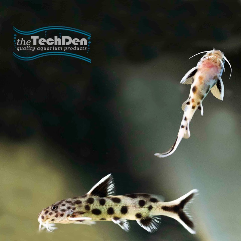 Synodontis Petricola Small 3cm – (No Online Purchases)