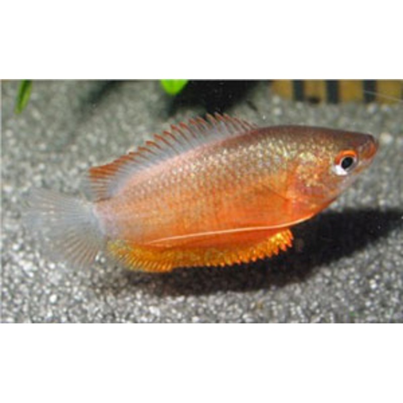 Thick Lipped Gourami (Colisa Labiosa)