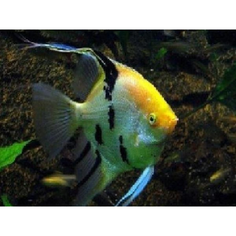 Tri Color Angelfish “Pterophyllum Scalare”