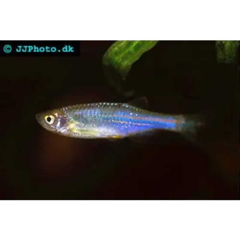 3cm Neon Blue Danio