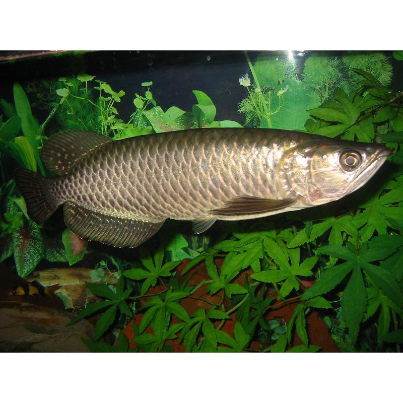 Australian Arowana “Scleropages jardini”
