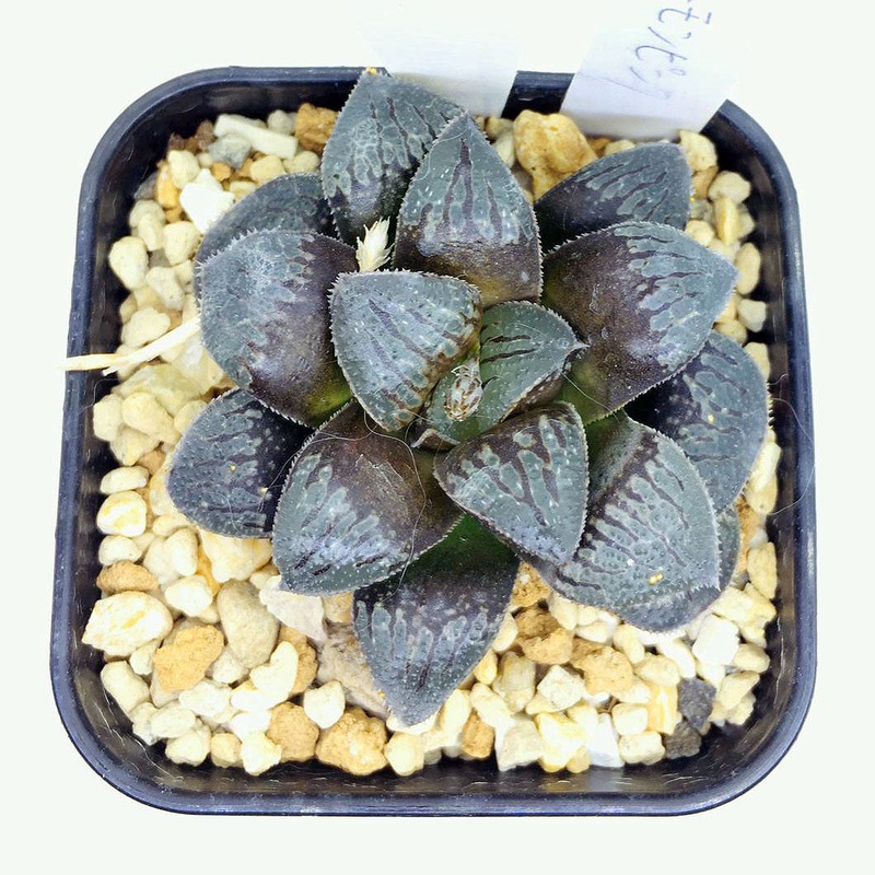 S&C Haworthia Spp (#135 / 5cm Pot)