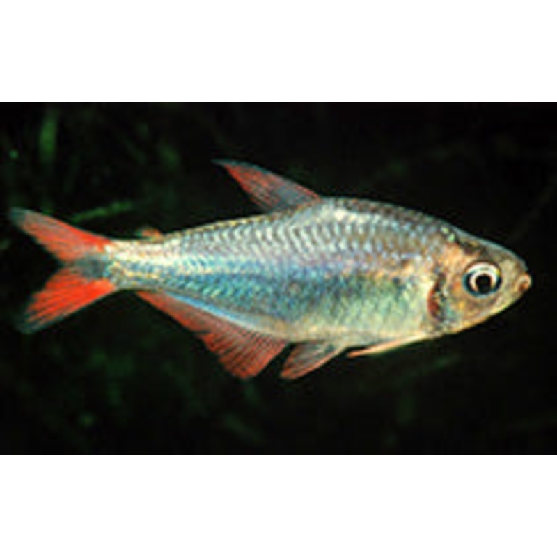 Bleeding Blue Tetra
