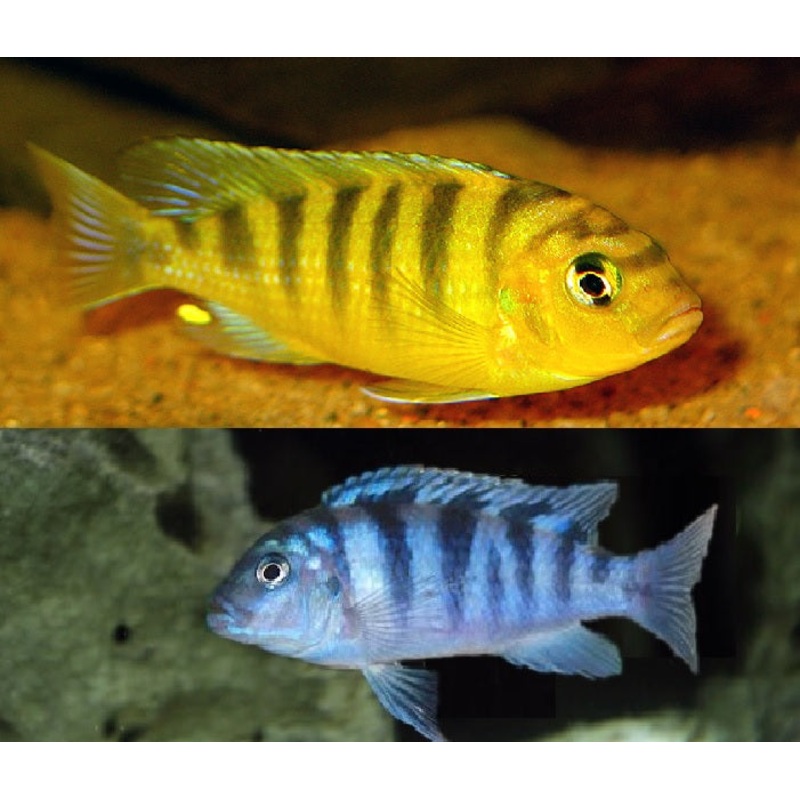 Kenyi Cichlid “Maylandia lombardoi”