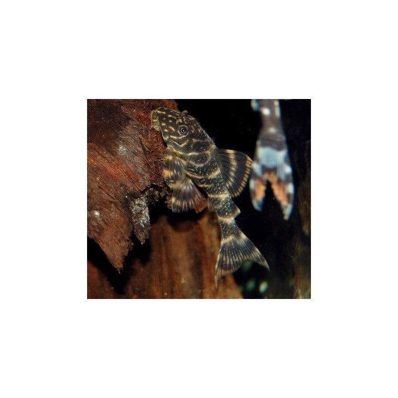 L104 Clown Pleco