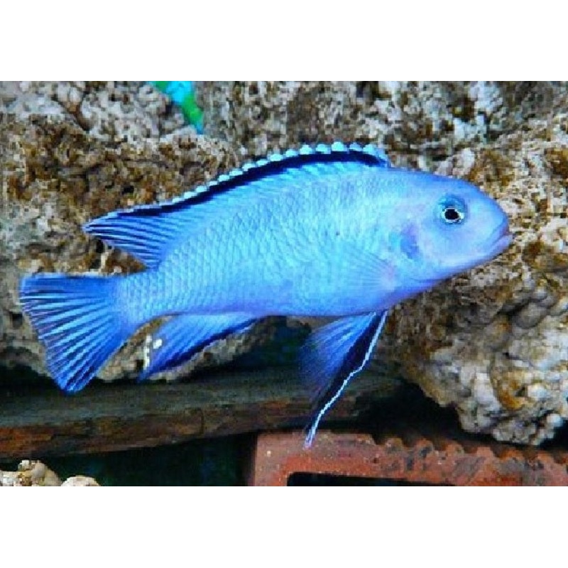Powder Blue Cichlid  “Pseudotropheus socolofi”