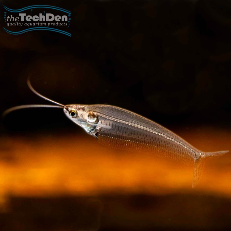 Thai Glass Catfish – (No Online Purchases)