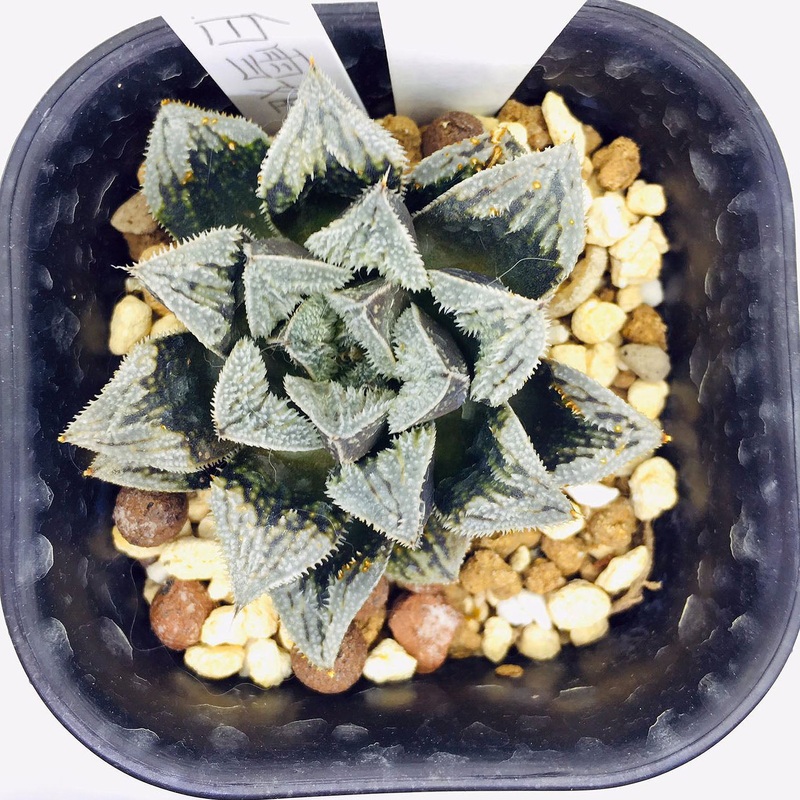 S&C Haworthia Spp (#151 / 7cm Pot)