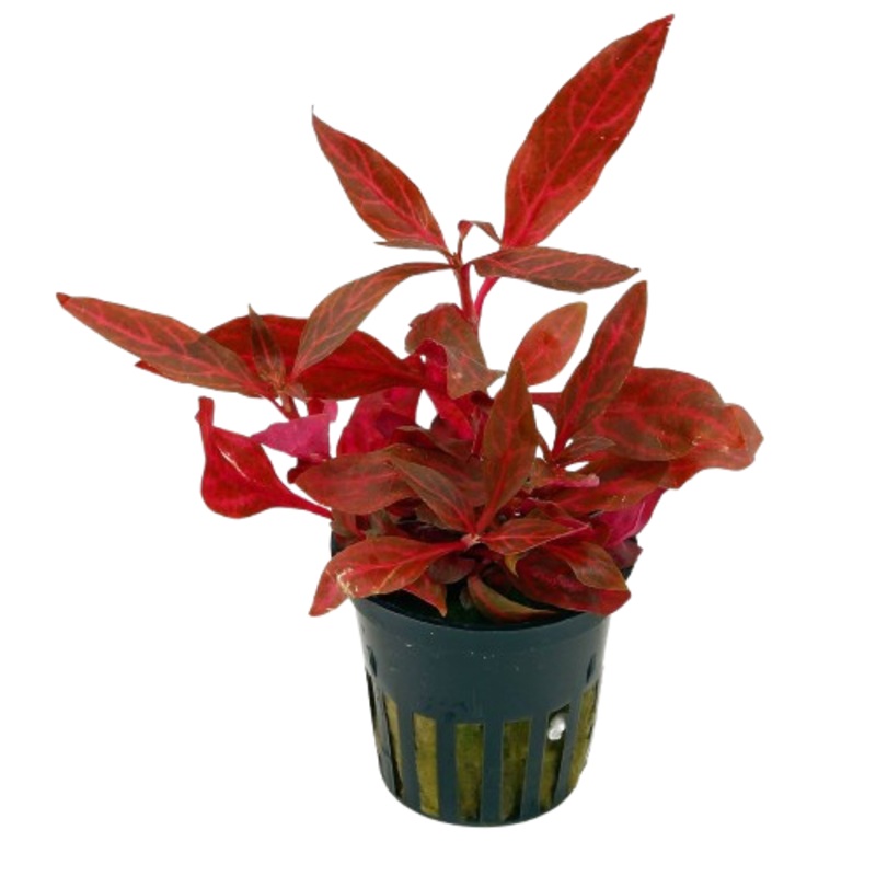 Alternanthera Reineckii