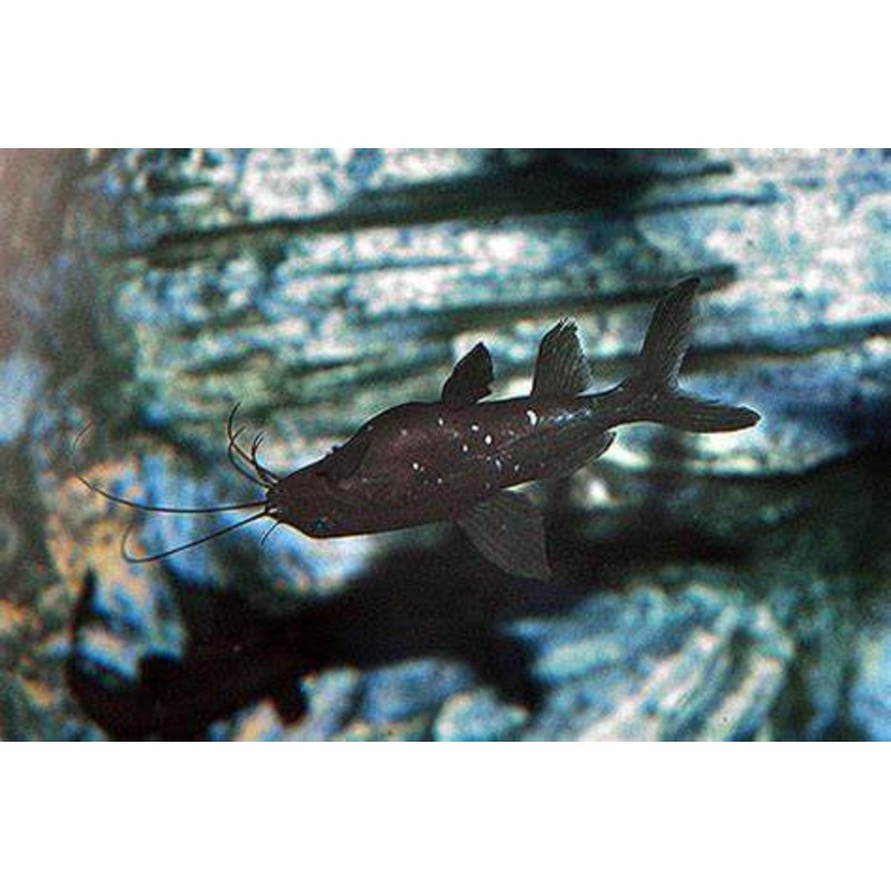 Asian Upside Down Catfish