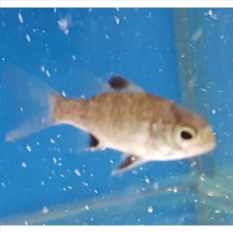 Australian Bass – (No Online Purchases)