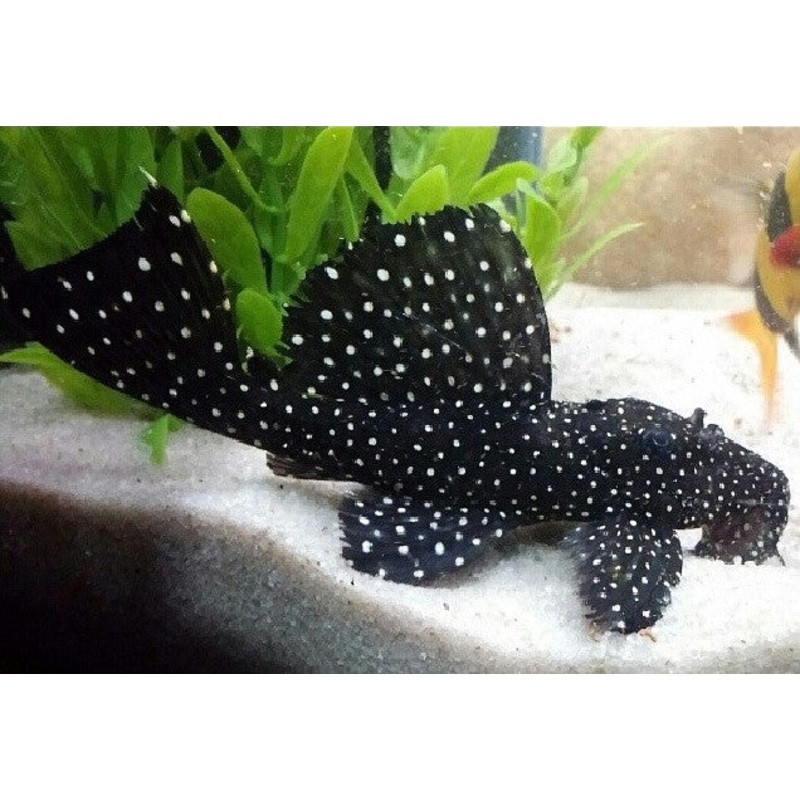 L029 – Galaxy Pleco – “Leporacanthicus galaxias”