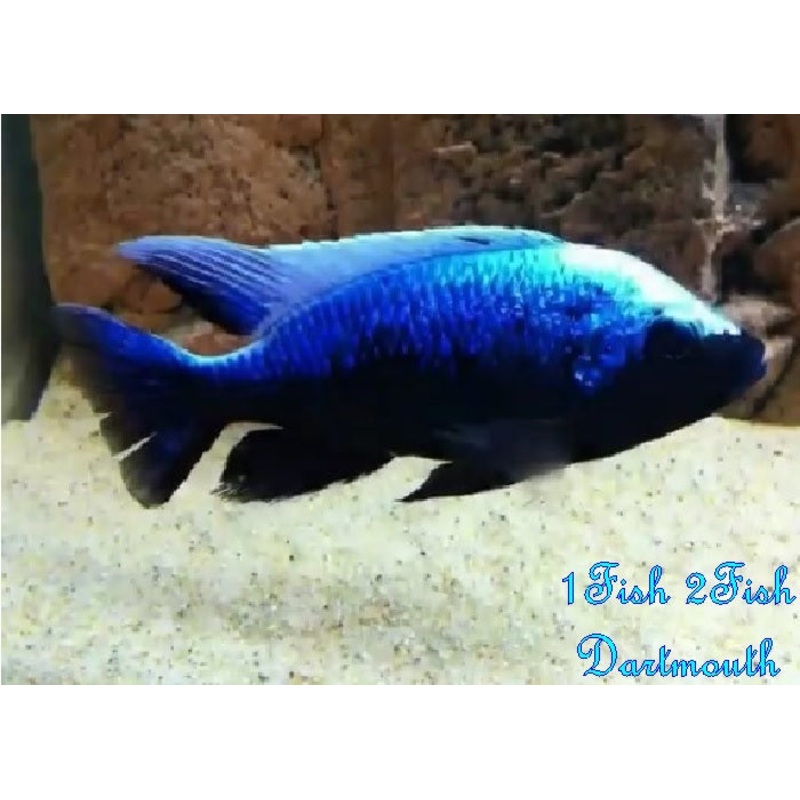 Mloto Ivory Head “Copadichromis mloto”