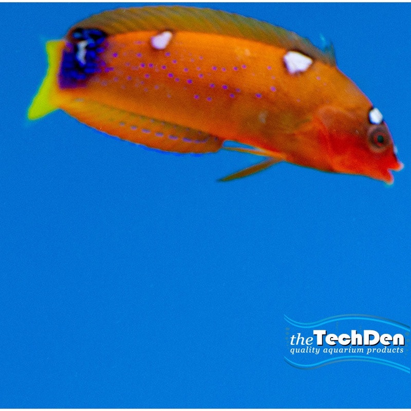 Red / Flame Wrasse – (No Online Purchases)