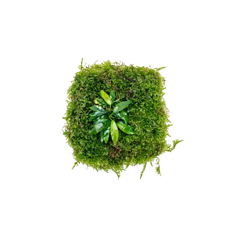 Anubias Minima & Christmas Moss – Foresta Mat