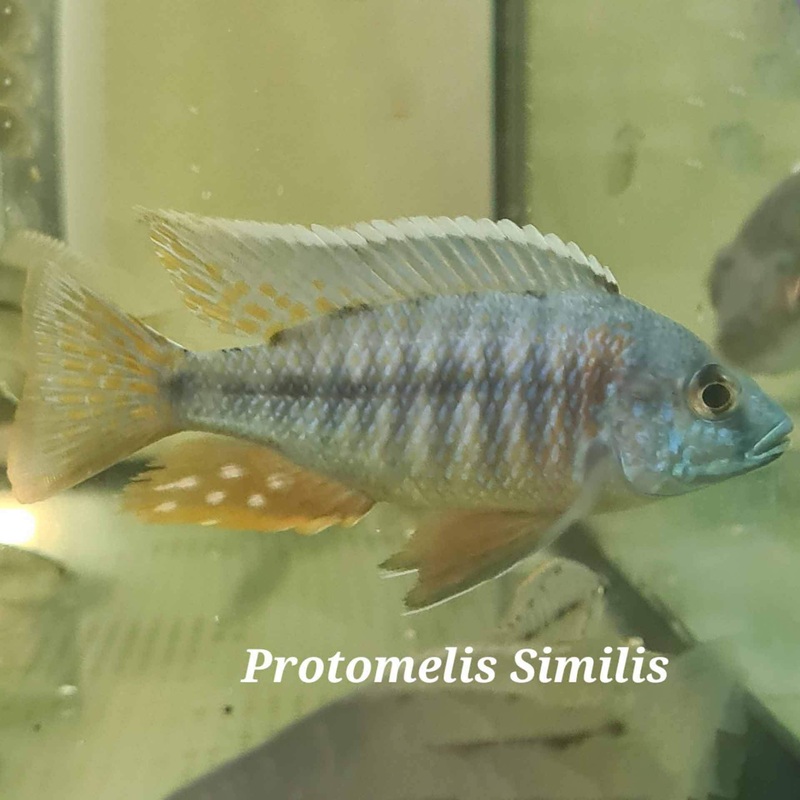 Protomelas Similis Cichlid – (No Online Purchases)
