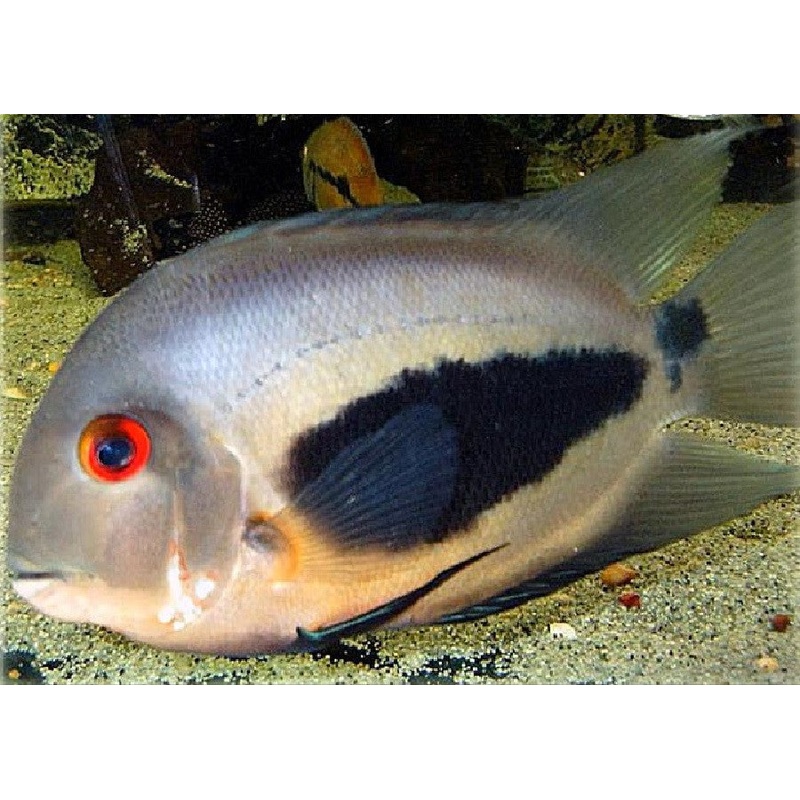 Uaru Cichlid “Uaru amphiacanthoides”