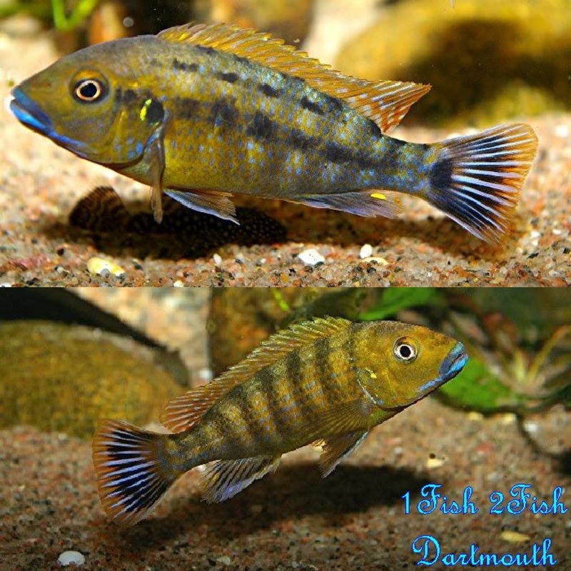 Williamsi Blue Lips “Pseudotropheus sp. Williamsi North”