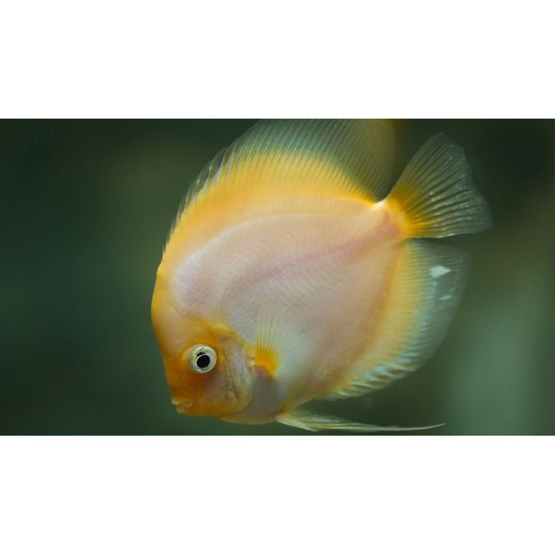 Yellow White Discus