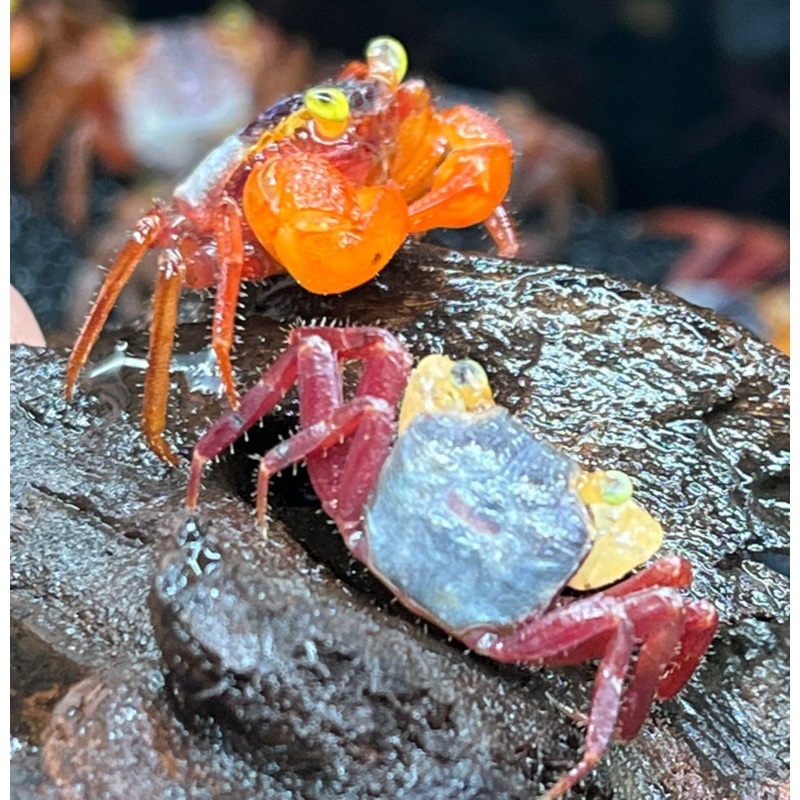 Geosesarma notophorum (Mandarin Vampire Crab)