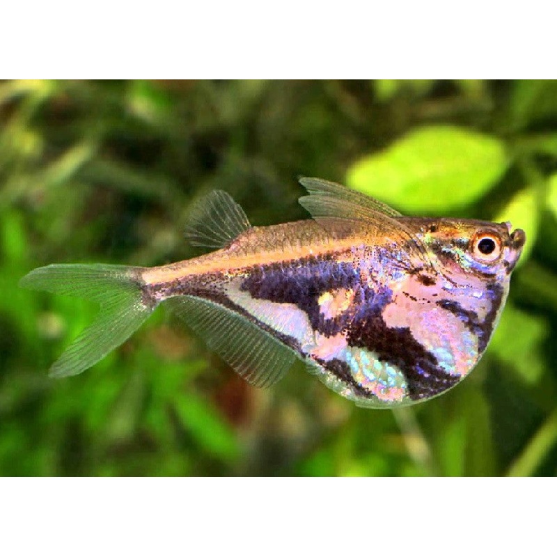 Marbled Hatchetfish “Carnegiella strigata”