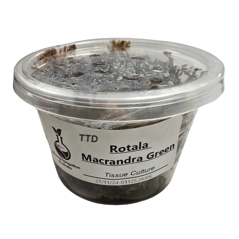Micropropagation Australia – Rotala macrandra Green – Live Plant – Tissue Culture