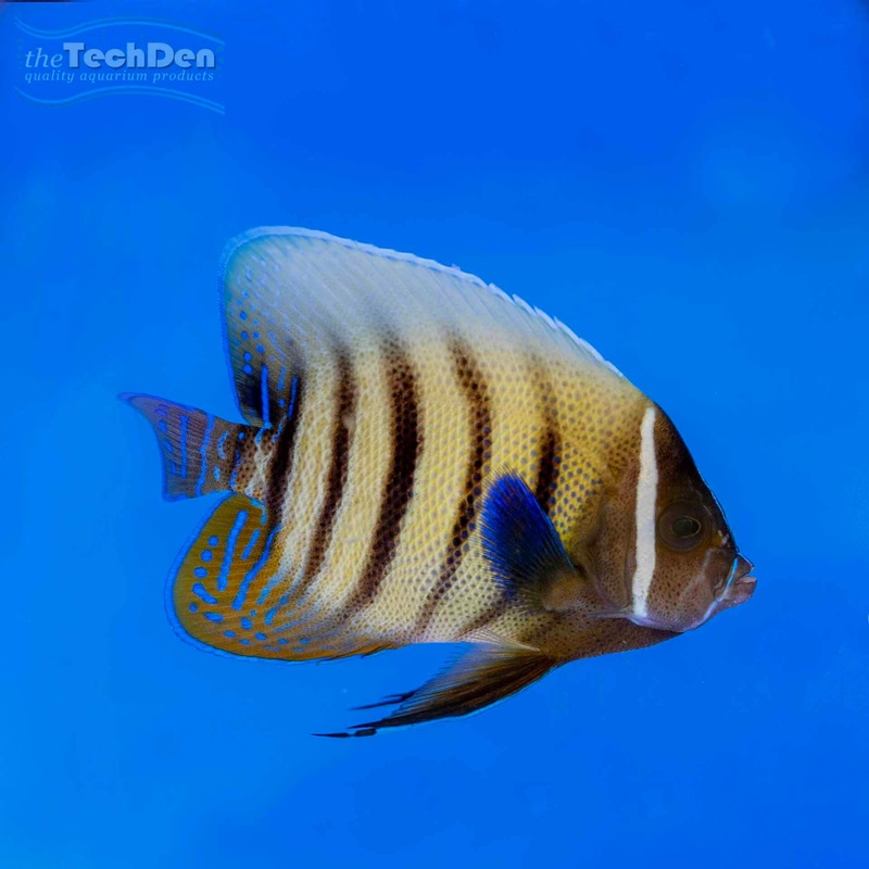 Sixbar Angel – (No Online Purchases)